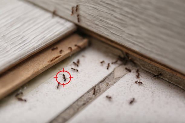 Best Pest Removal Services  in Edwards, MS